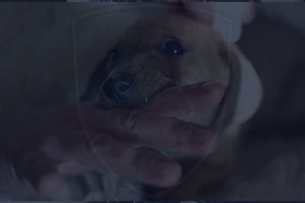 Dog Bite Lawyer Secures $125,000 for Child’s Facial Injury